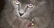 Presley Moses joined the competition — help win amazing prizes! cat, gray_cat, fluffy, long_hair, pet, animal, feline, sitting, indoors, wooden_floor, dark_background, collar, bell, blue_eyes, yellow_eyes, front_view, portrait, fur, whiskers, cute