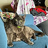 Presley Moses joined the competition — help win amazing prizes! cat, gray_cat, long_hair, yellow_eyes, collar, pet, animal, feline, sitting, lounging, chair, blue_chair, indoor, living_room, floral_blanket, cushion, fan, furniture, portrait, relaxed