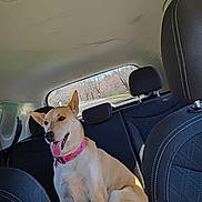 Foxy joined the competition — help win amazing prizes! dog, canine, pet, car_interior, backseat, collar, happy, tongue_out, sunlight, window, headrest, seat, vehicle, animal, ears, sitting, domestic_animal, travel, road_trip, daytime