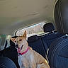 dog, canine, pet, car_interior, backseat, collar, happy, tongue_out, sunlight, window, headrest, seat, vehicle, animal, ears, sitting, domestic_animal, travel, road_trip, daytime
