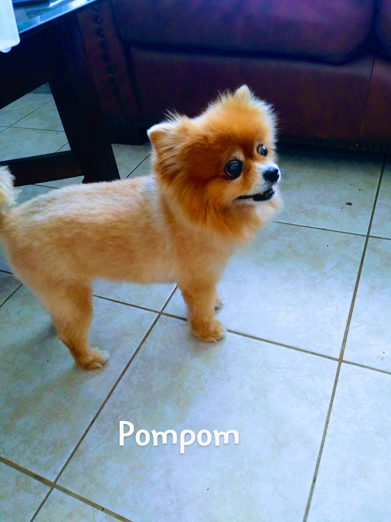 Pompom