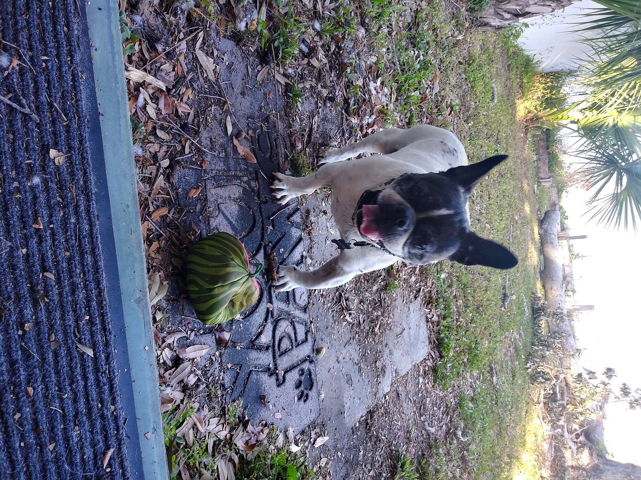 Hooper joined the competition — help win amazing prizes! beak, canidae, carnivore, dog, dog_breed, fawn, fence, grass, mesh, palm_tree, plant, sky, sporting_group, tree, trunk, water, wire_fencing, wood, woody_plant, working_animal