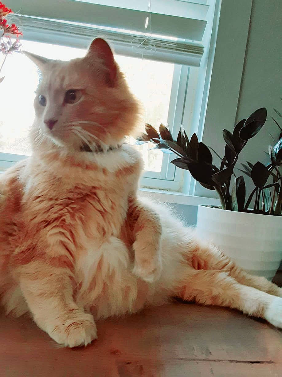 Link joined the competition — help win amazing prizes! carnivore, cat, claw, comfort, fawn, felidae, flooring, foot, fur, hardwood, houseplant, paw, plant, sitting, small_to_medium_sized_cats, snout, tail, whiskers, window, wood