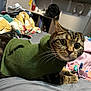 cat, tabby, green_sweater, bed, blanket, toy, feline, indoor, pet, whiskers, curious, cozy, lying_down, striped, cute, animal, fur, ears, paws, domestic