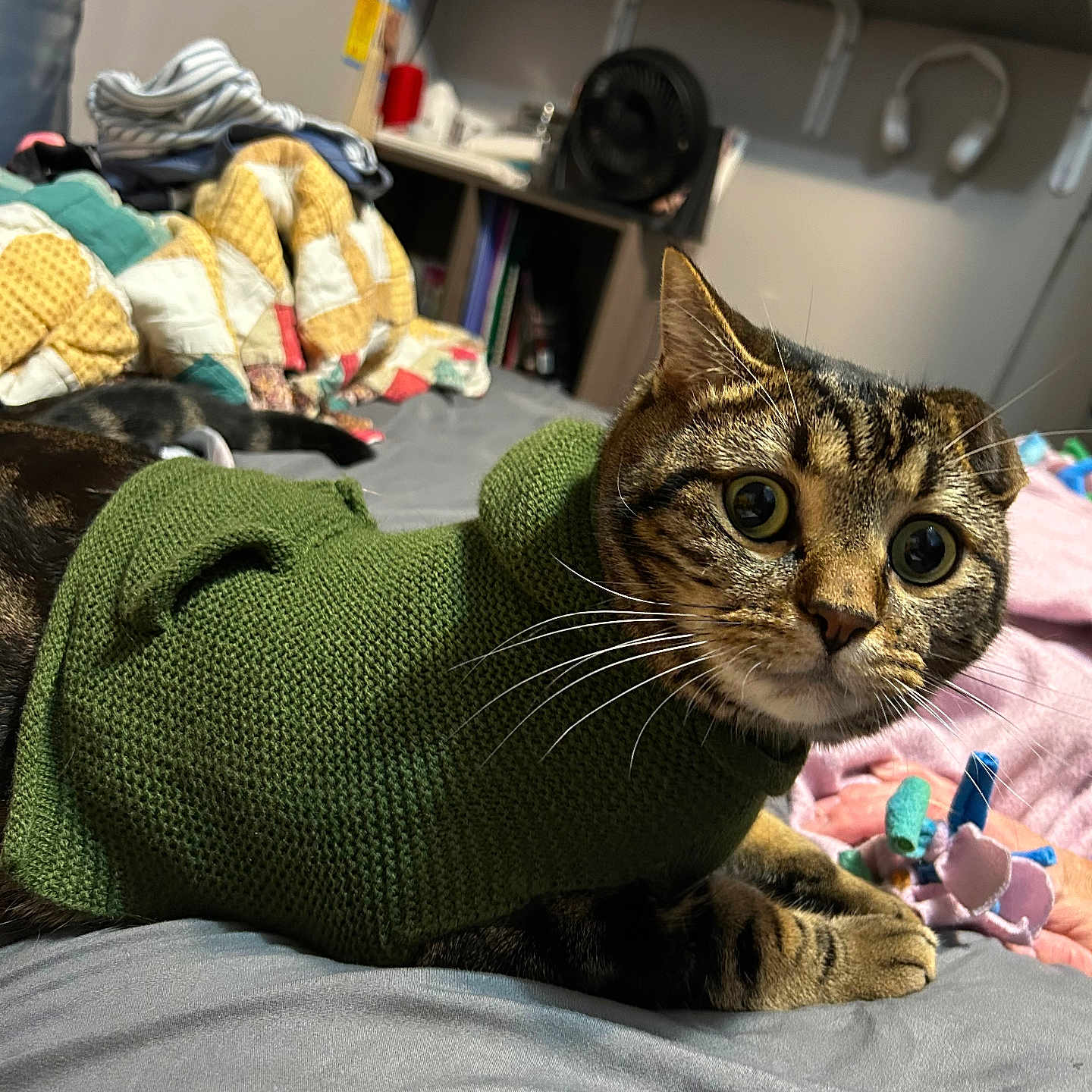 Pitters is registered to the contest to win money with this photo: animal, bed, blanket, cat, cozy, curious, cute, domestic, ears, feline, fur, green_sweater, indoor, lying_down, paws, pet, striped, tabby, toy, whiskers