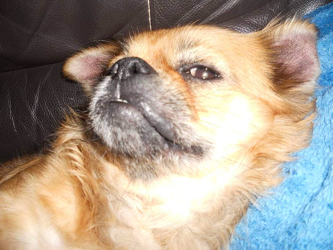 Kapuchon a rejoint le concours — aidez-le/la à gagner de superbes lots ! ancient_dog_breeds, canidae, carnivore, companion_dog, dog, dog_breed, door, fawn, firefighter, fur, non_sporting_group, plant, puppy, snout, sporting_group, terrestrial_animal, whiskers, wildlife, working_animal, working_dog