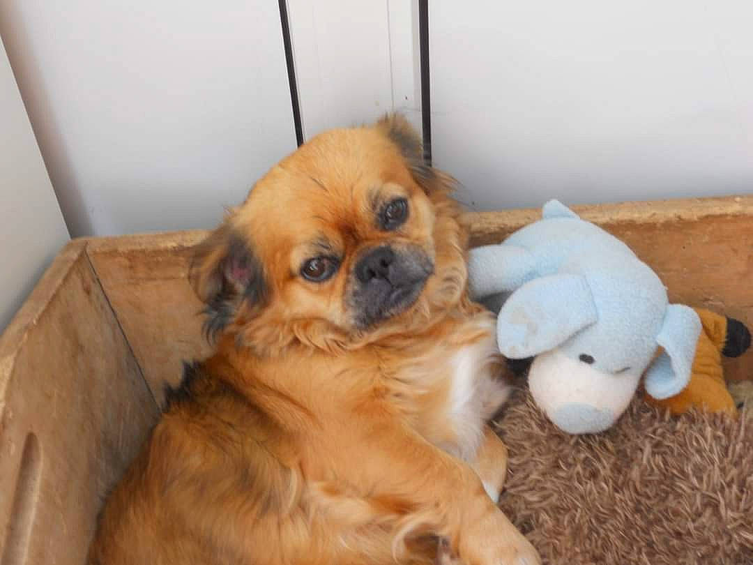 Kapuchon participe au concours pour gagner de l'argent avec cette photo : canidae, carnivore, companion_dog, dog, dog_breed, door, fawn, flooring, fur, liver, paw, snout, sporting_group, stuffed_toy, terrestrial_animal, tibetan_spaniel, toy_dog, whiskers, wood, working_animal