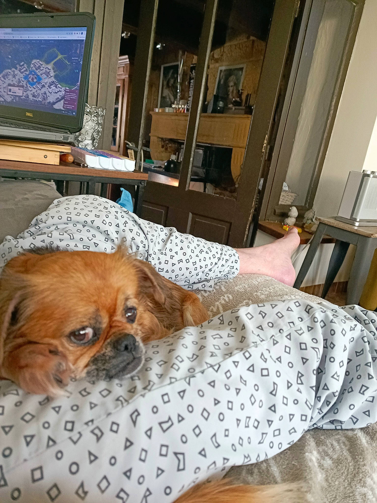 Kapuchon a rejoint le concours — aidez-le/la à gagner de superbes lots ! canidae, carnivore, chair, comfort, companion_dog, dog, dog_breed, fawn, floor, flooring, furniture, liver, picture_frame, snout, sporting_group, television, terrestrial_animal, whiskers, wood, wrinkle