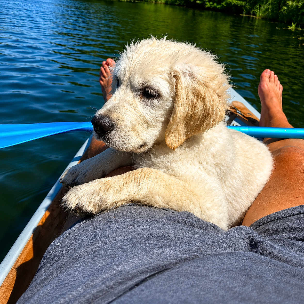 Alma a rejoint le concours — aidez-le/la à gagner de superbes lots ! puppy, dog, golden_retriever, water, lake, kayak, paddle, person, legs, outdoor, sunny, nature, animal, resting, fur, pet, summer, relaxing, blue, greenery