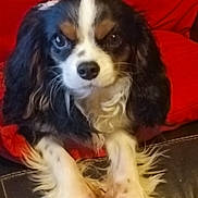 Vanille participe au concours pour gagner de l'argent avec cette photo : dog, cavalier_king_charles_spaniel, black_leather_couch, red_cushion, pet, indoor, fur, paws, ears, closeup, animal, cute, companion, relaxed, looking_at_camera, home, portrait, sitting, whiskers, nose
