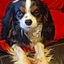 dog, cavalier_king_charles_spaniel, black_leather_couch, red_cushion, pet, indoor, fur, paws, ears, closeup, animal, cute, companion, relaxed, looking_at_camera, home, portrait, sitting, whiskers, nose