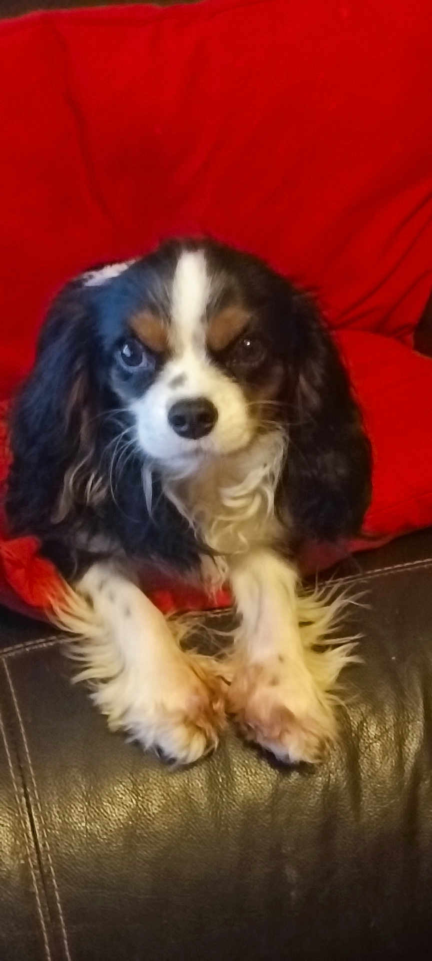 Vanille participe au concours pour gagner de l'argent avec cette photo : dog, cavalier_king_charles_spaniel, black_leather_couch, red_cushion, pet, indoor, fur, paws, ears, closeup, animal, cute, companion, relaxed, looking_at_camera, home, portrait, sitting, whiskers, nose