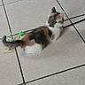 animal, calico, cat, curious, cute, domestic, feline, floor, fur, indoor, kitten, pet, playful, resting, small, tail, tile, toy, whiskers, young