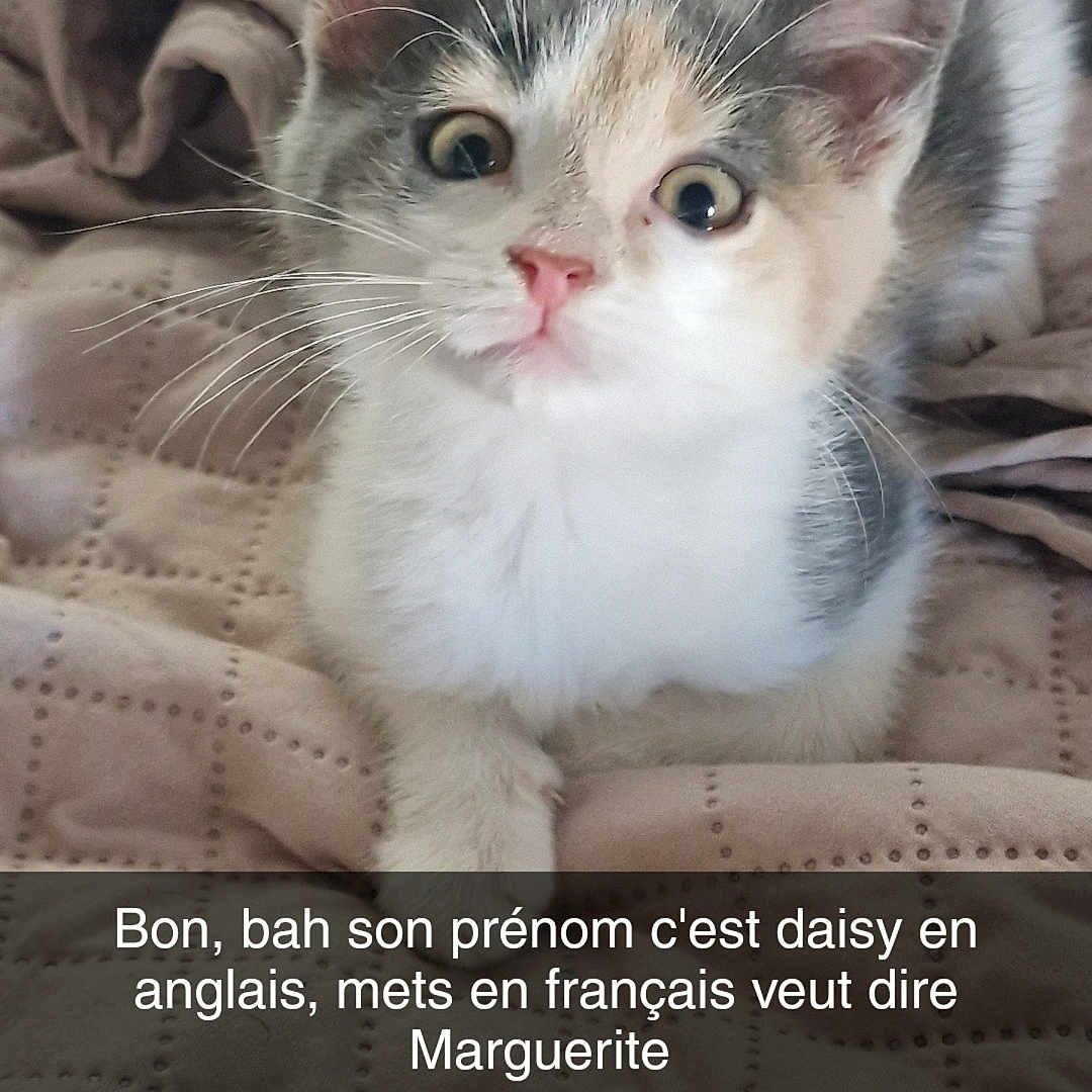 Daisy