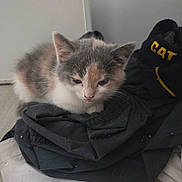 Daisy a rejoint le concours — aidez-le/la à gagner de superbes lots ! animal, black, cat, clothing, cozy, cute, fabric, floor, fur, gray, indoor, kitten, peach, pet, pile, resting, sleeping, white, wooden_floor, yellow_text