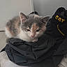 animal, black, cat, clothing, cozy, cute, fabric, floor, fur, gray, indoor, kitten, peach, pet, pile, resting, sleeping, white, wooden_floor, yellow_text