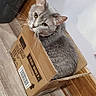 Milah joined the competition — help win amazing prizes! cat, gray_cat, cardboard_box, floor, wooden_floor, indoor, pet, animal, box, curious, looking_up, whiskers, ears, feline, domestic_cat, home, wall, flooring, box_lid, sitting