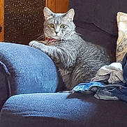 Milah joined the competition — help win amazing prizes! cat, gray_tabby, furniture, armchair, indoor, pet, relaxed, looking_at_camera, cozy, living_room, wooden_cabinet, clothes, seated, domestic_cat, feline, whiskers, ears, eyes, comfort, household
