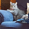 cat, gray_tabby, furniture, armchair, indoor, pet, relaxed, looking_at_camera, cozy, living_room, wooden_cabinet, clothes, seated, domestic_cat, feline, whiskers, ears, eyes, comfort, household