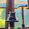 cat, scratching_post, window, sunlight, indoor, gray_cat, cat_food, bowl, dreamcatcher, plant, wooden_frame, pet, feline, resting, pet_accessory, home, daylight, animal, cozy, relaxed