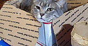 Milah is registered to the contest to win money with this photo: cat, gray_cat, cardboard_box, table, blue_table, indoor, household_items, container, furniture, wooden_cabinet, doorway, plant, spoon, pet, animal, face, box, relaxed, domestic, cozy