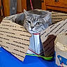 cat, gray_cat, cardboard_box, table, blue_table, indoor, household_items, container, furniture, wooden_cabinet, doorway, plant, spoon, pet, animal, face, box, relaxed, domestic, cozy