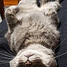 Milah joined the competition — help win amazing prizes! cat, gray_tabby, lying_down, upside_down, indoor, blanket, relaxed, whiskers, fur, pet, animal, cozy, furniture, floor, curious, domestic_cat, resting, cute, portrait, mammal