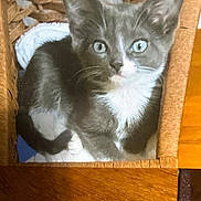 Blue Eyes is registered to the contest to win money with this photo: kitten, cat, tuxedo_cat, basket, blanket, feline, pet, animal, cute, indoor, wooden_surface, resting, curious, young_cat, fur, eyes, whiskers, domestic_cat, cozy, closeup
