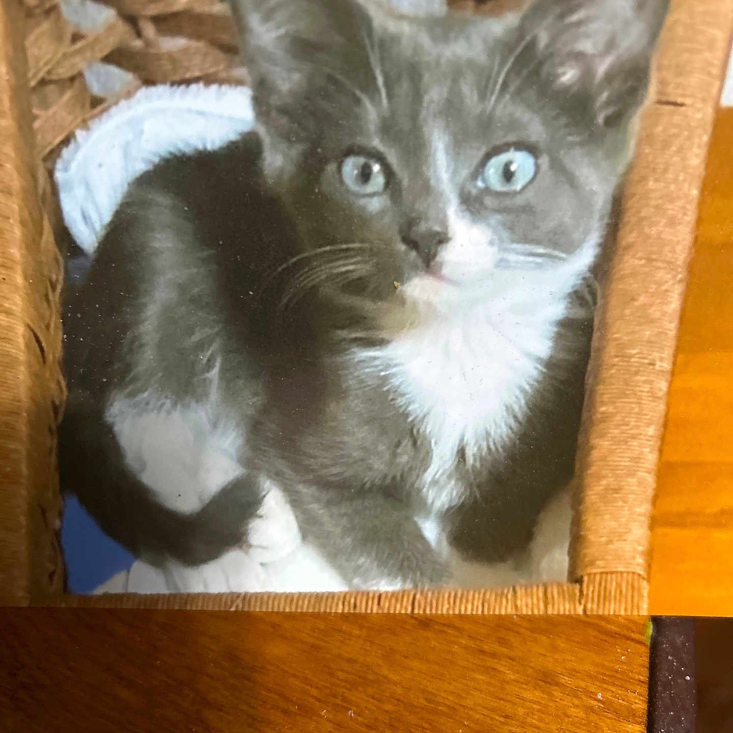 Blue Eyes is registered to the contest to win money with this photo: kitten, cat, tuxedo_cat, basket, blanket, feline, pet, animal, cute, indoor, wooden_surface, resting, curious, young_cat, fur, eyes, whiskers, domestic_cat, cozy, closeup