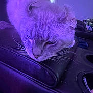 Cleo joined the competition — help win amazing prizes! cat, feline, purple_light, leather, armrest, indoor, relaxed, fur, whiskers, closeup, resting, pet, animal, cozy, home, soft, texture, portrait, comfort, lazy