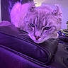 Cleo is registered to the contest to win money with this photo: cat, feline, pet, fur, ears, leather, chair, indoor, purple_light, whiskers, relaxed, animal, face, closeup, resting, domestic, cute, mystical, soft, portrait