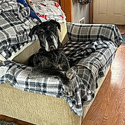 Cohen is registered to the contest to win money with this photo: dog, great_dane, couch, plaid_blanket, living_room, wood_floor, door, blanket, furniture, indoor, pet, canine, relaxed, large_dog, resting, animal, cozy, home, collar, ears