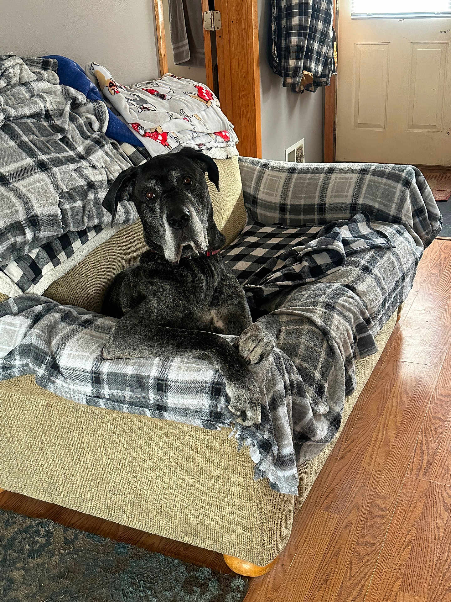 Cohen is registered to the contest to win money with this photo: dog, great_dane, couch, plaid_blanket, living_room, wood_floor, door, blanket, furniture, indoor, pet, canine, relaxed, large_dog, resting, animal, cozy, home, collar, ears