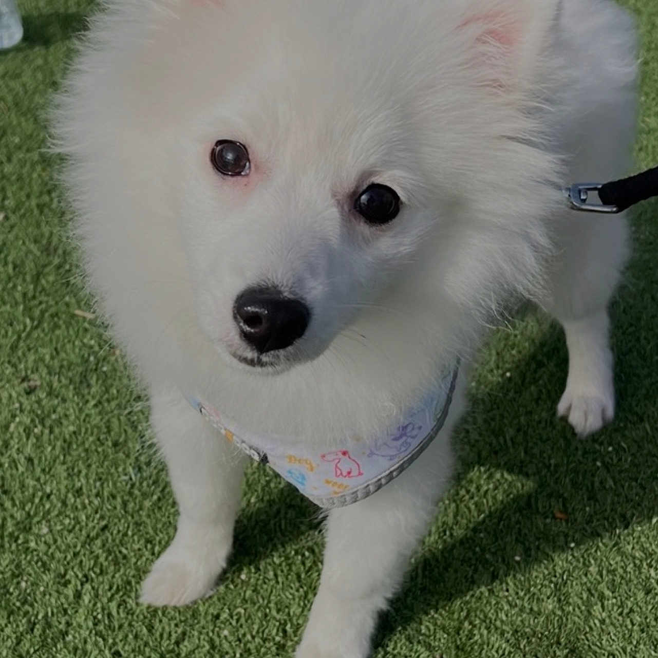 Kira