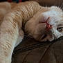 cat, cream_colored, close_up, stretching, relaxed, pet, whiskers, nose, feline, indoor, laying_down, fur, sleepy, animal, cute, portrait, one_eye_open, soft_light, domestic_cat, paw