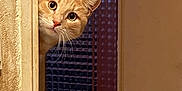 Poopsy participe au concours pour gagner de l'argent avec cette photo : cat, ginger_cat, curious, peeking, door_frame, indoor, wide_eyes, whiskers, pet, feline, animal, close_up, texture, wall, glass, pattern, home, cute, portrait, looking