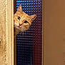 cat, ginger_cat, curious, peeking, door_frame, indoor, wide_eyes, whiskers, pet, feline, animal, close_up, texture, wall, glass, pattern, home, cute, portrait, looking