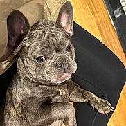 Stormi is registered to the contest to win money with this photo: dog, french_bulldog, pet, animal, portrait, close_up, wrinkles, ears, paws, brindle_coat, sitting, lounging, indoors, wood_floor, black_clothing, lap, camera_facing, serious_expression, cute, home