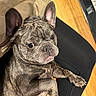 dog, french_bulldog, pet, animal, portrait, close_up, wrinkles, ears, paws, brindle_coat, sitting, lounging, indoors, wood_floor, black_clothing, lap, camera_facing, serious_expression, cute, home