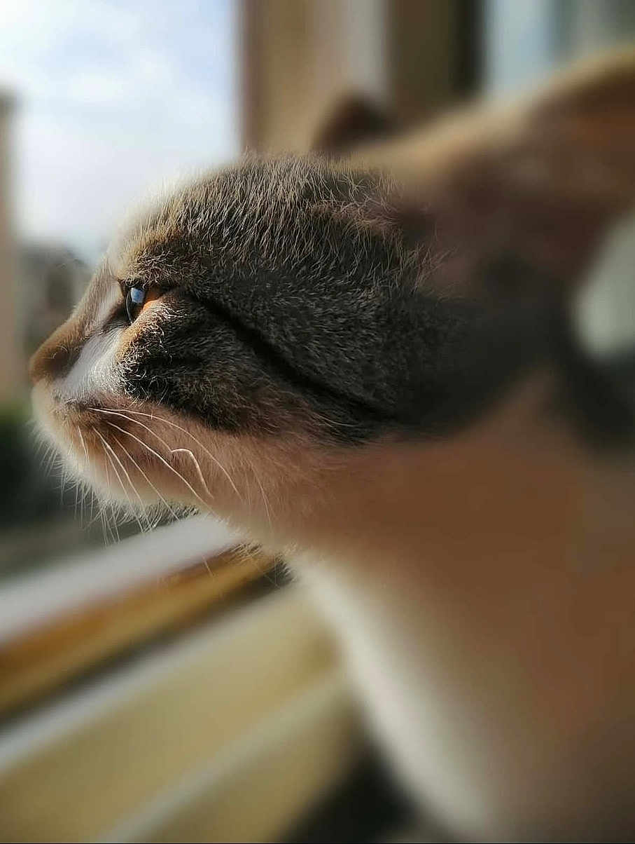 Grey a rejoint le concours — aidez-le/la à gagner de superbes lots ! animal, blurred_background, cat, close_up, curious, domestic, face, feline, fur, indoor, looking, mammal, nature, pet, profile, quiet, side_view, soft_light, whiskers, window