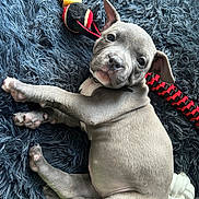 Saika a rejoint le concours — aidez-le/la à gagner de superbes lots ! accessories, animal, belt, boxer, bulldog, canine, dog, face, frenchbulldog, head, hound, person, pet, photography, pitbull, portrait, puppy, sleeping, snout, strap