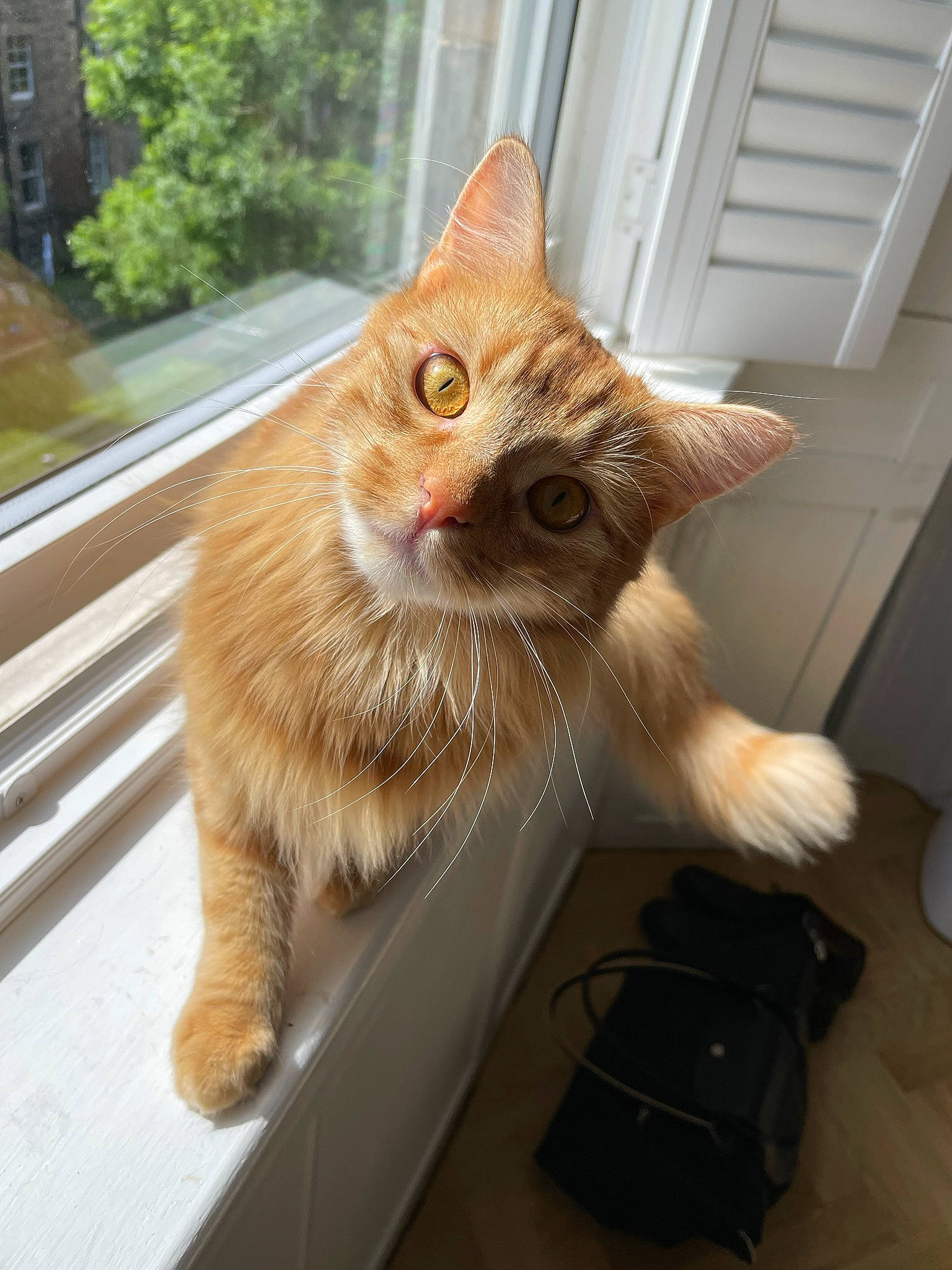 Axel is registered to the contest to win money with this photo: backpack, bag, baggage, carnivore, cat, claw, domestic_short_haired_cat, eye, fawn, felidae, fur, luggage_and_bags, paw, plant, small_to_medium_sized_cats, snout, tail, whiskers, window, wood