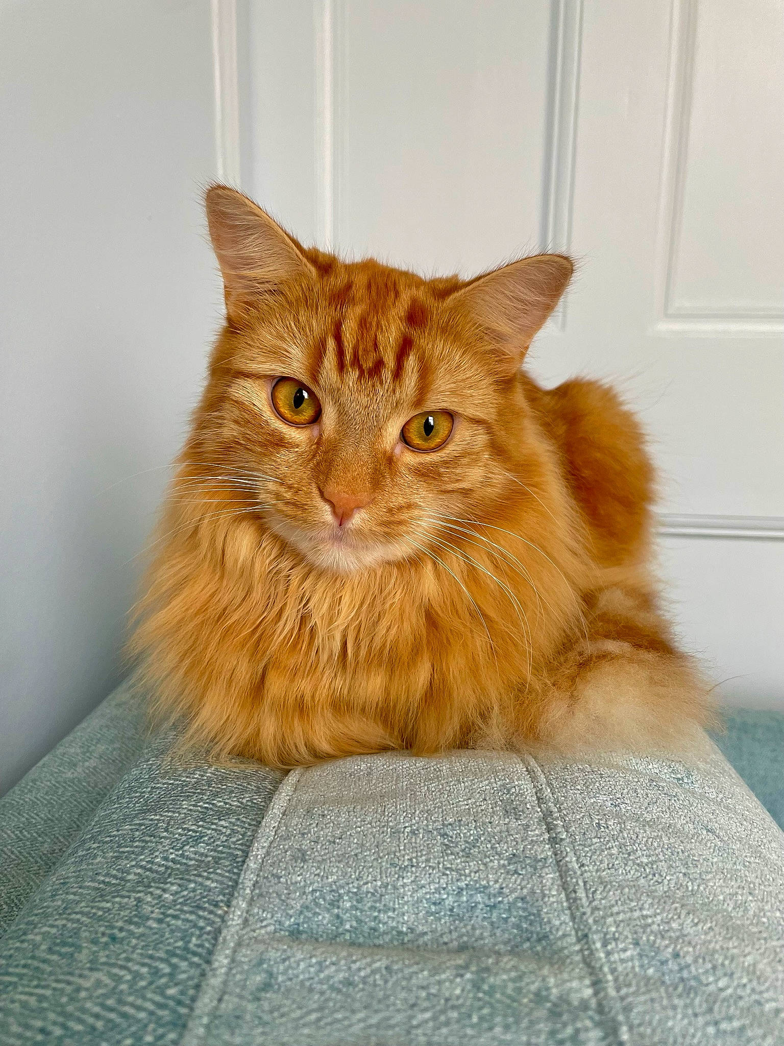Axel is registered to the contest to win money with this photo: box, carnivore, cat, domestic_short_haired_cat, fawn, felidae, flooring, fur, hardwood, sitting, small_to_medium_sized_cats, snout, tail, terrestrial_animal, whiskers, window, wood