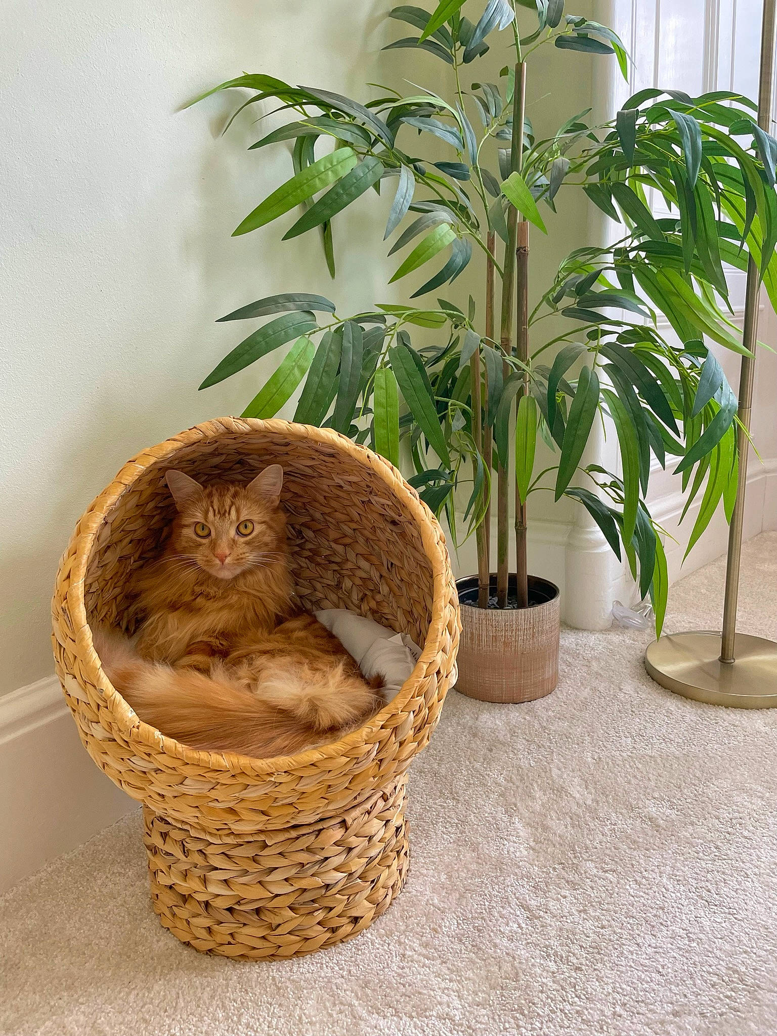 Axel joined the competition — help win amazing prizes! basket, carnivore, cat, domestic_short_haired_cat, fawn, felidae, flowering_plant, flowerpot, fur, grass, herb, houseplant, picnic_basket, plant, small_to_medium_sized_cats, storage_basket, terrestrial_animal, tree, whiskers, wood
