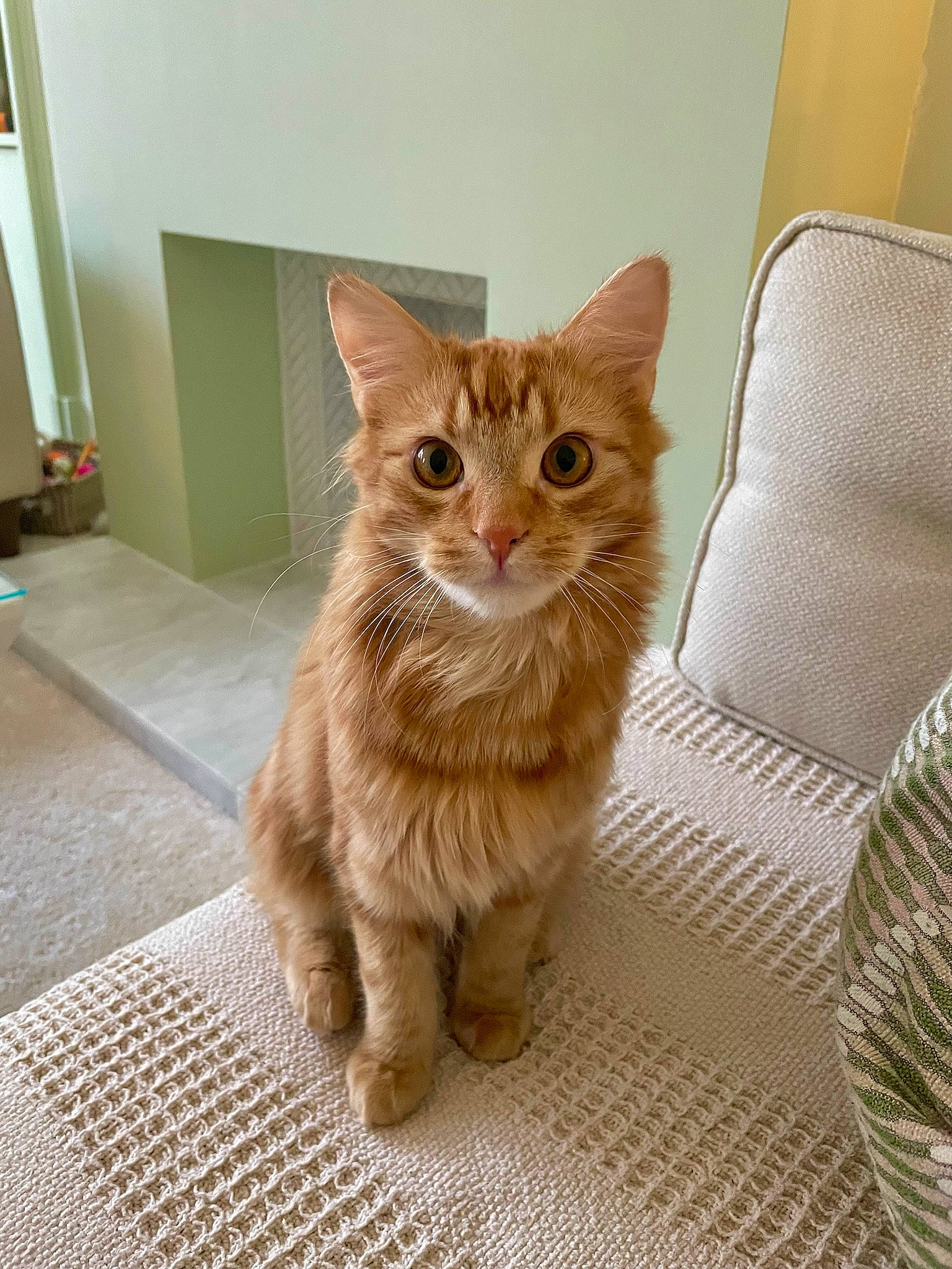 Axel is registered to the contest to win money with this photo: carnivore, cat, cat_furniture, claw, comfort, couch, domestic_short_haired_cat, door, fawn, felidae, flooring, fur, hardwood, home_accessories, paw, small_to_medium_sized_cats, snout, tail, whiskers, wood