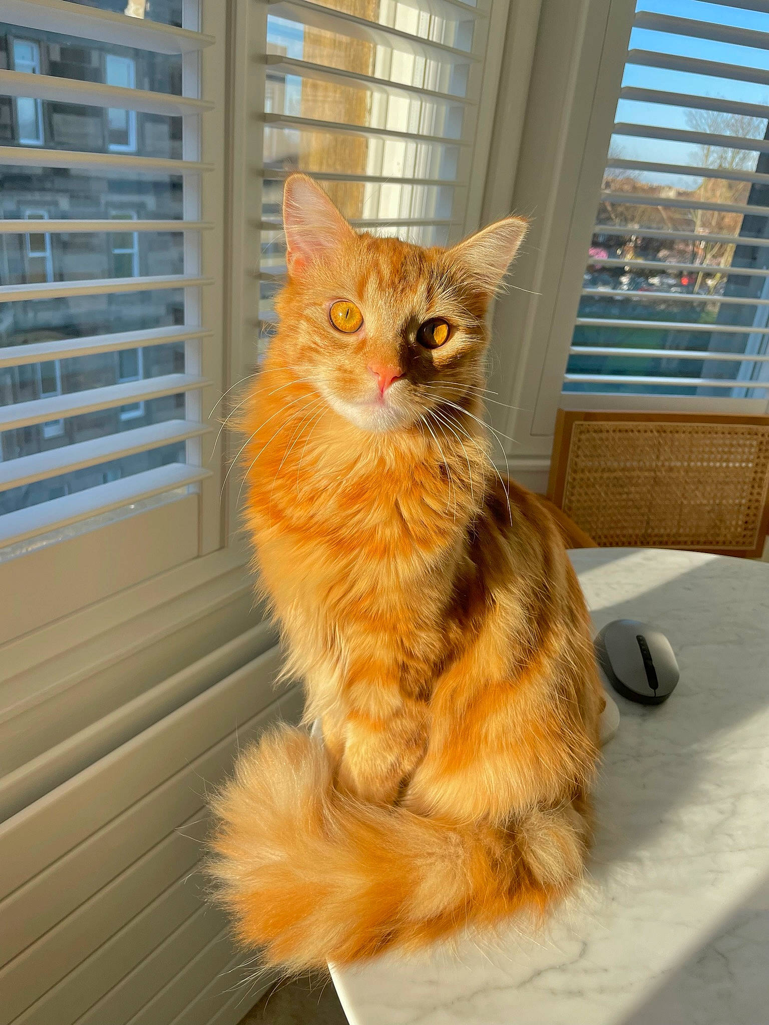 Axel joined the competition — help win amazing prizes! carnivore, cat, domestic_short_haired_cat, door, eye, fawn, felidae, flooring, fur, roof, small_to_medium_sized_cats, snout, tail, terrestrial_animal, whiskers, window, window_blind, window_covering, window_treatment, wood