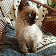 Toki a rejoint le concours — aidez-le/la à gagner de superbes lots ! animal, blue_eyes, cat, cozy, curious, cushion, cute, domestic, feline, furry, indoor, kitten, pet, siamese, sitting, small, soft, whiskers, wicker_chair, young