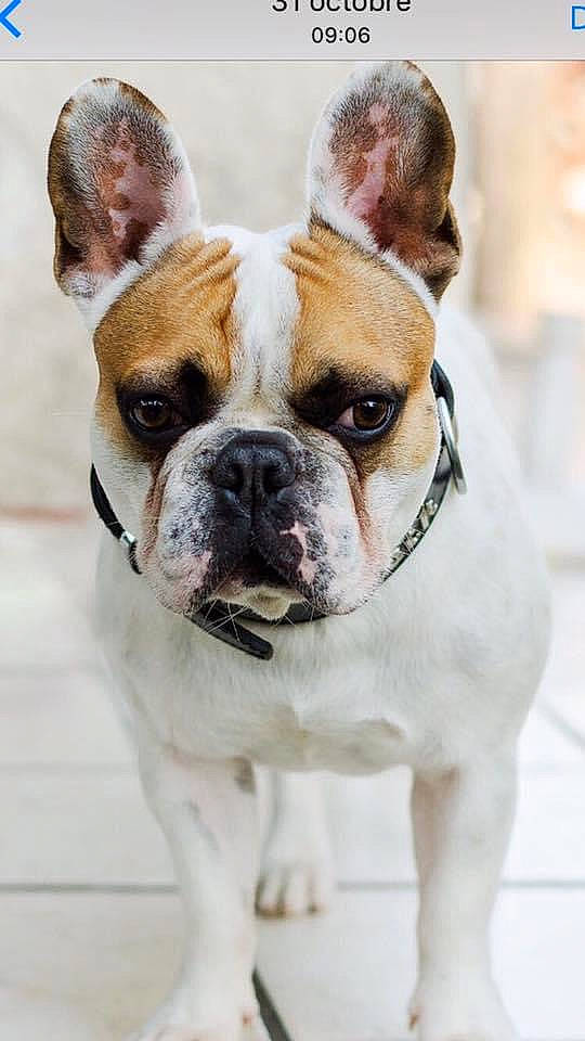 Angus participe au concours pour gagner de l'argent avec cette photo : bulldog, canidae, carnivore, collar, companion_dog, dog, dog_breed, dog_collar, fawn, fur, non_sporting_group, old_english_bulldog, snout, sporting_group, terrestrial_animal, whiskers, window, working_animal, working_dog, wrinkle
