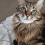 animal, black_lines, blanket, cat, closeup, cozy, curious, cute, feline, fluffy, fur, green_eyes, home, indoor, pet, portrait, relaxed, tabby, whiskers, white