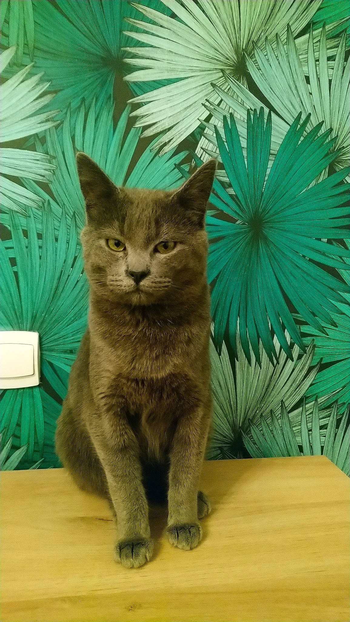 Papaye a rejoint le concours — aidez-le/la à gagner de superbes lots ! asian, carnivore, cat, chartreux, domestic_short_haired_cat, european_shorthair, fawn, felidae, kitten, korat, mammal, nebelung, pixie_bob, plant, small_to_medium_sized_cats, tail, vertebrate, whiskers